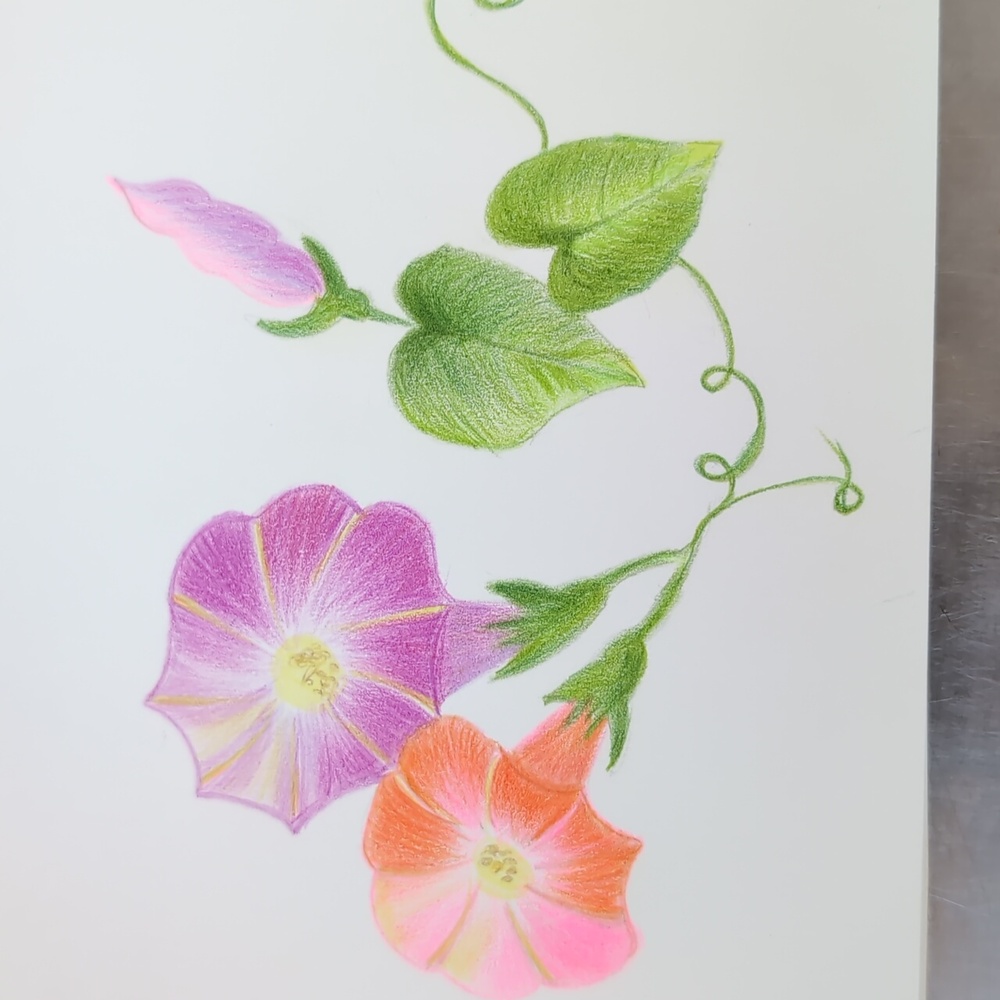Morning Glory Hand Drawn Blank Card